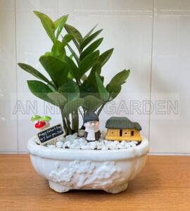 Cây Kim Tiền Mini - Chậu sứ