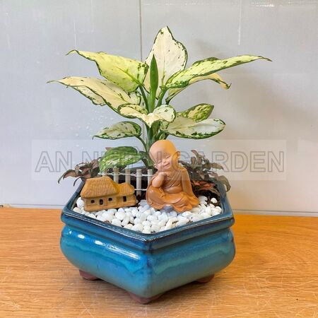 Tiểu Cảnh Cây Vạn Lộc Trắng Và Lá May Mắn - Chậu sứ