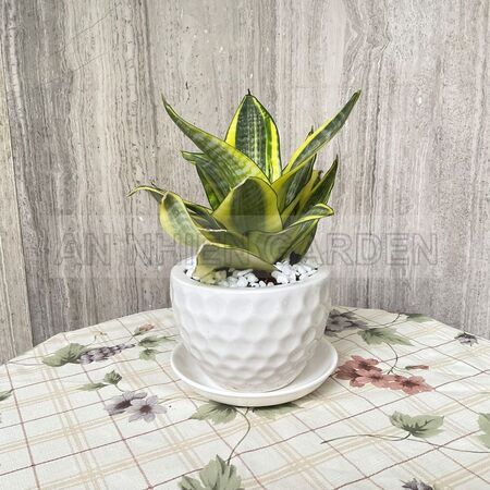Cây Lưỡi Hổ Thái - Chậu sứ