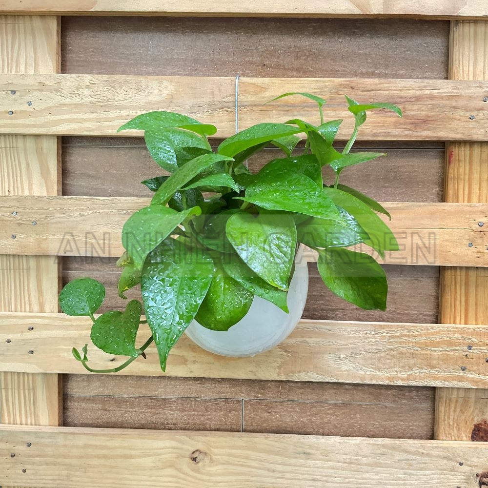 Cây Trầu Bà thủy sinh- Chậu Sứ Treo Tường